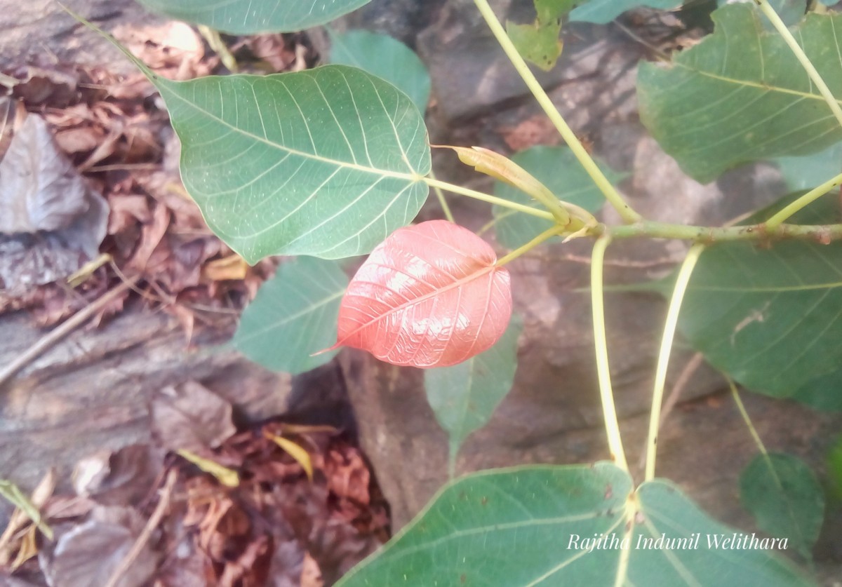 Ficus religiosa L.